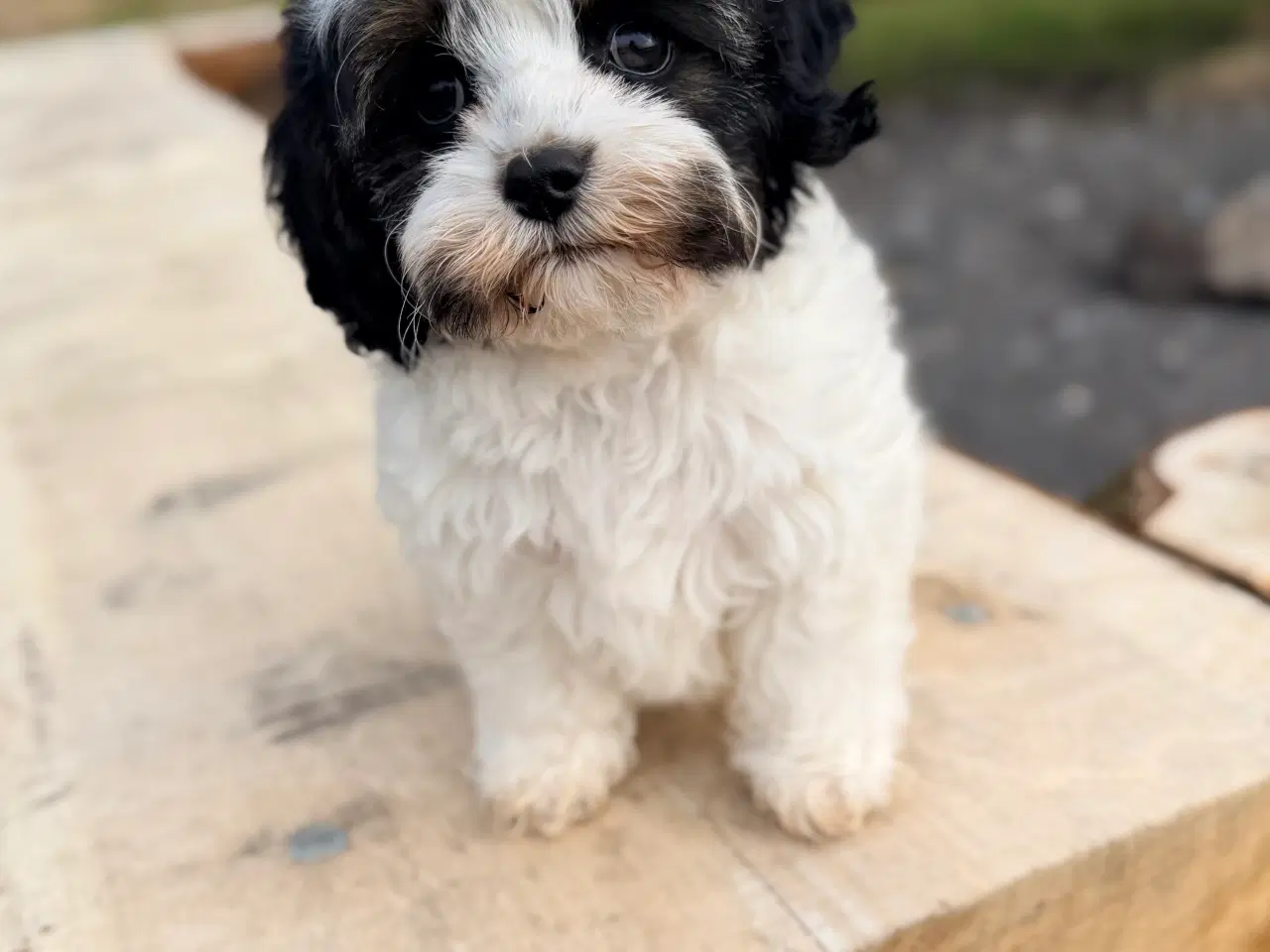 Billede 2 - Doodle Dreng