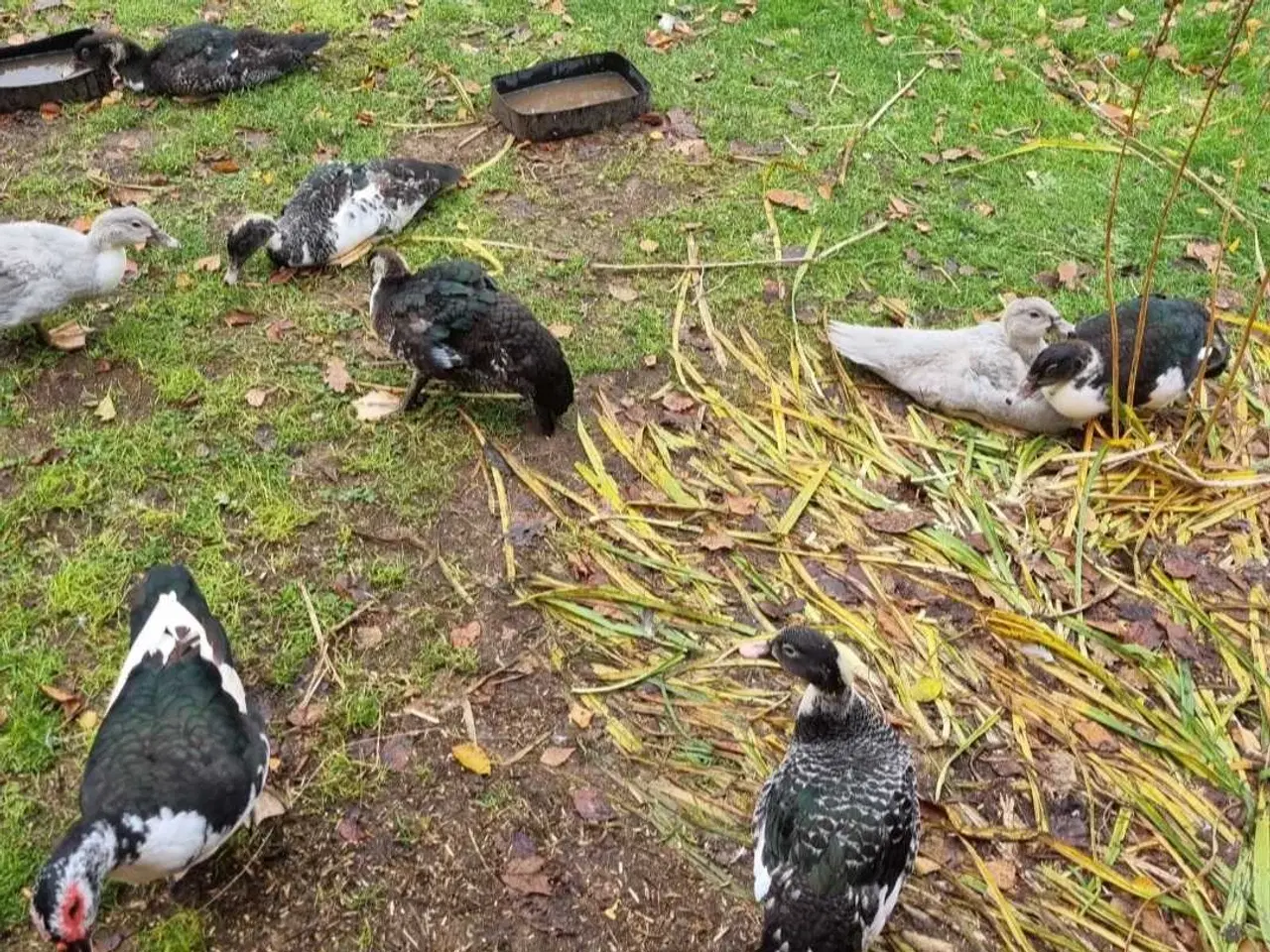 Billede 1 - Moskus ænder 