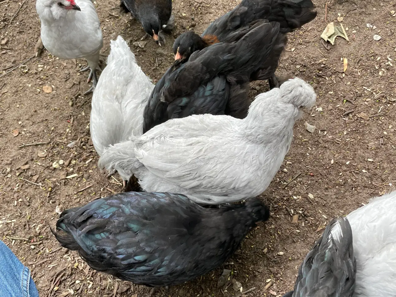 Billede 4 - Engelsk Araucana hanekyllinger