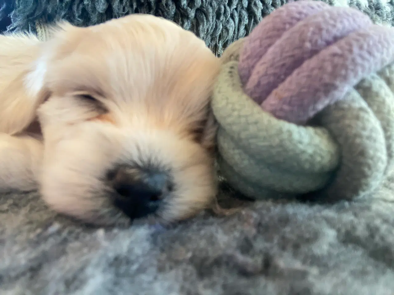 Billede 4 - Bomuldshunde - Havatons 