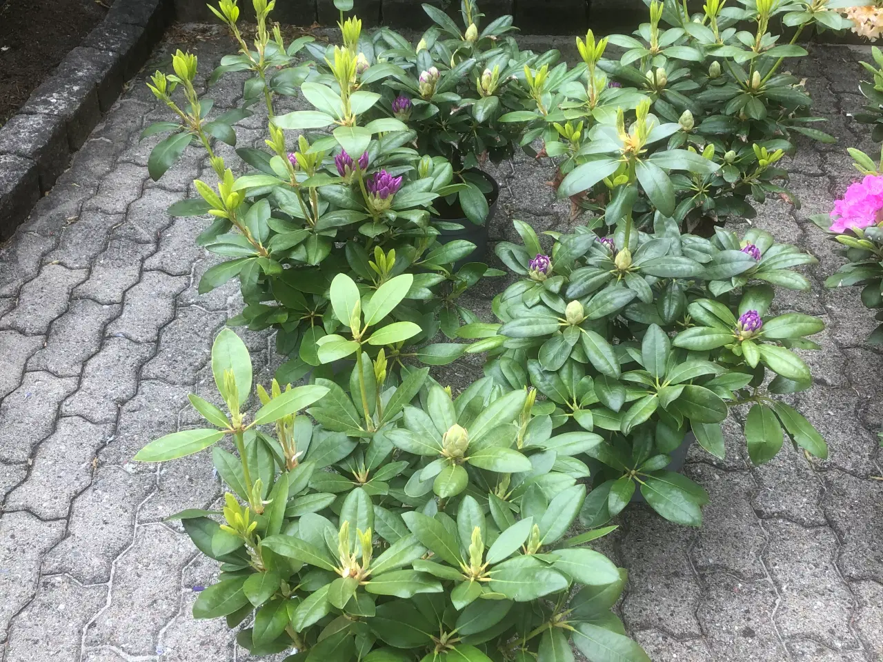 Billede 1 - Rhododendron R. Catawbiense Grandiflorum