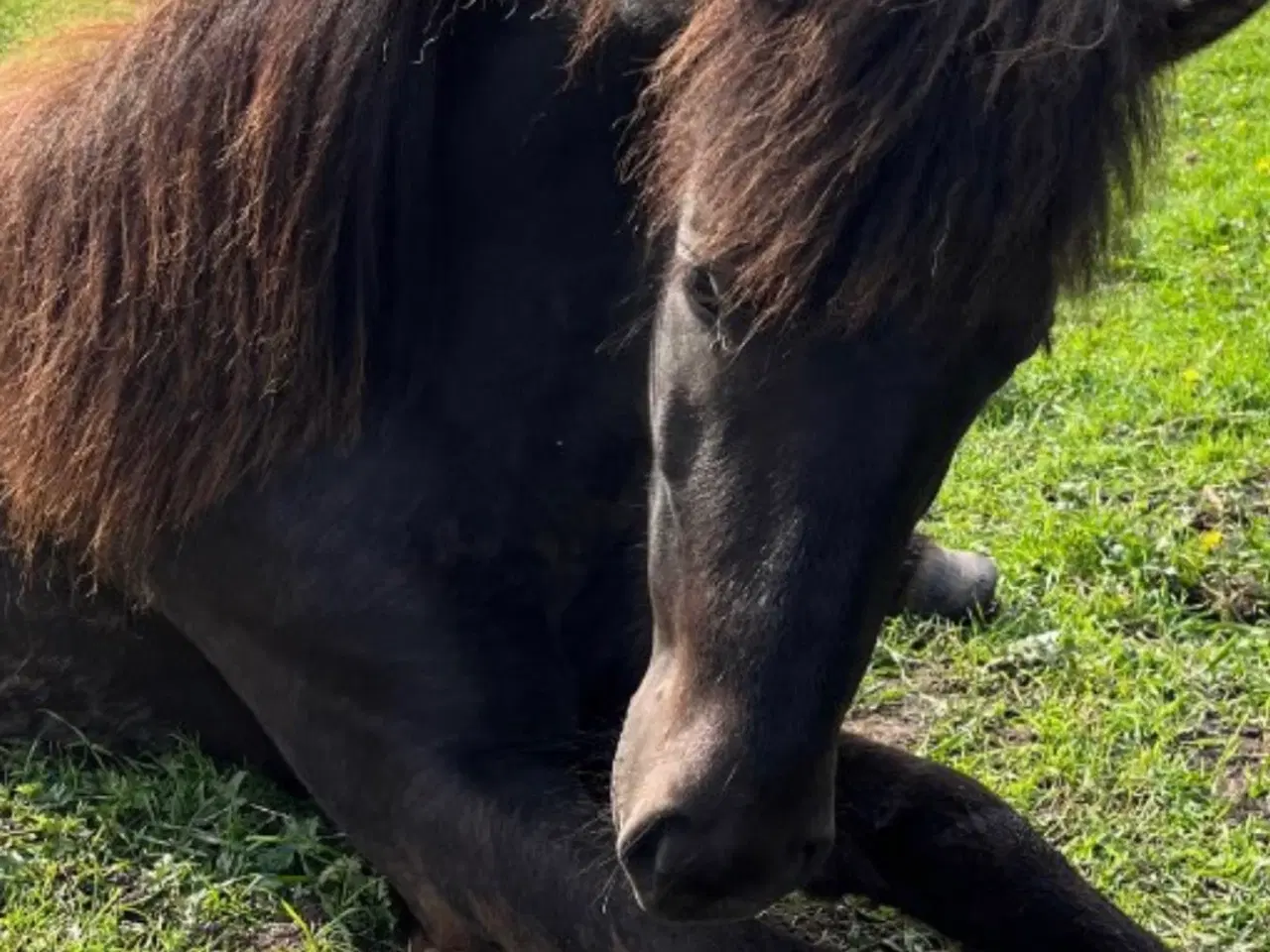 Billede 2 - Sød og lækker 3 års hoppe