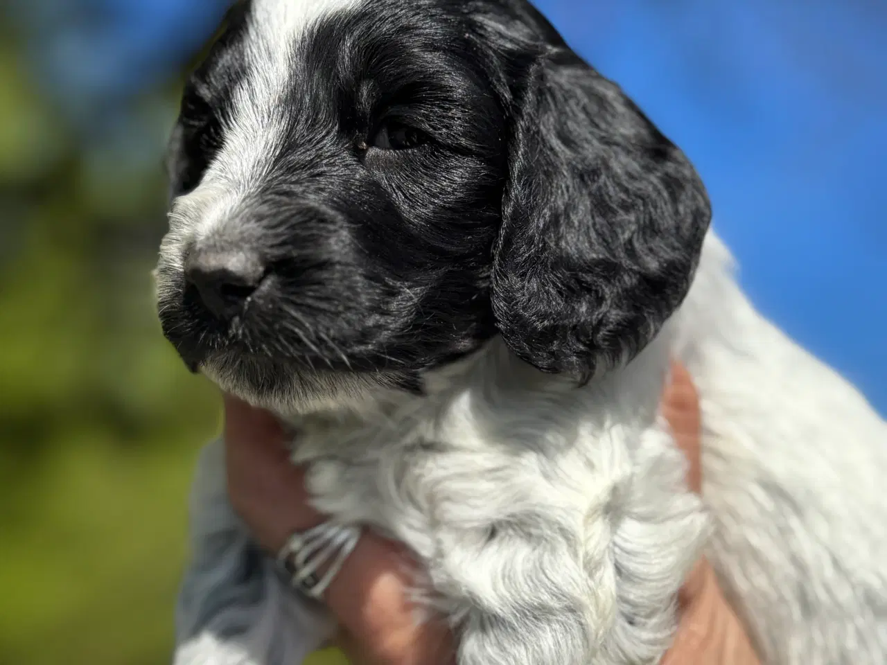 Billede 5 - Cockerdoodle eller Cockapoo. 3 tæver tilbage. 
