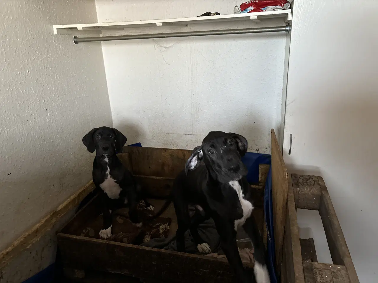 Billede 10 - Grand Danois hvalpe