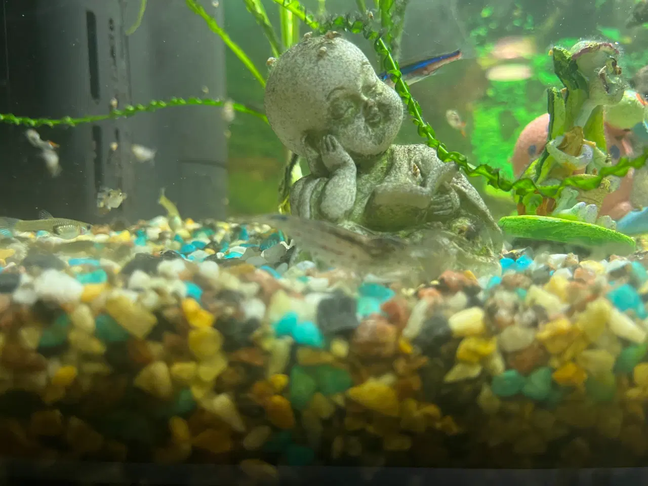 Billede 7 - Akvarie fisk / Rejer/ Malle