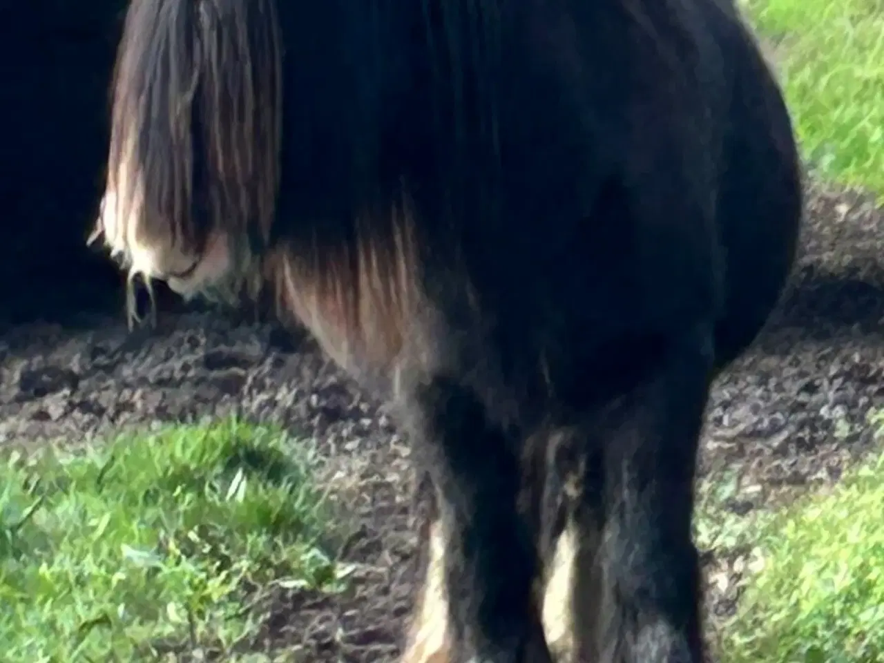 Billede 1 - Super skøn lille irish cob hoppe sælges 