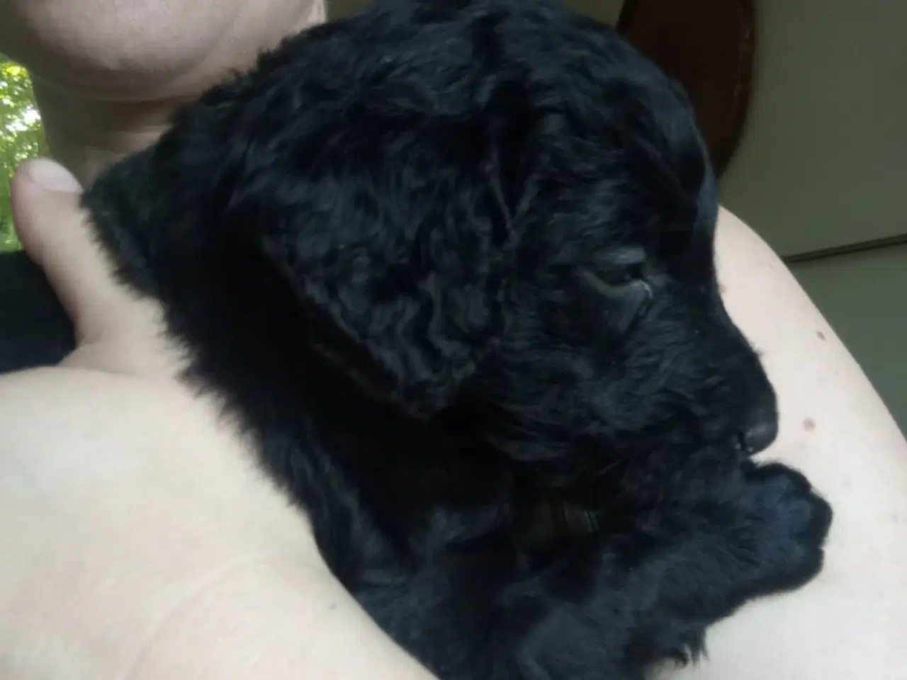 Billede 6 - Allergivenlige labradoodle hvalpe 