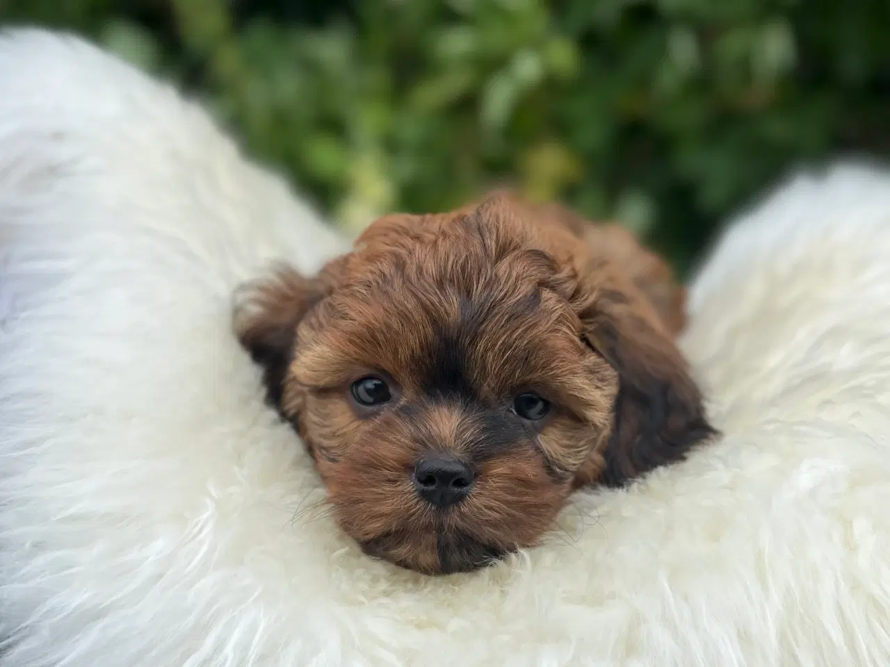 Billede 2 - Shihpoo 