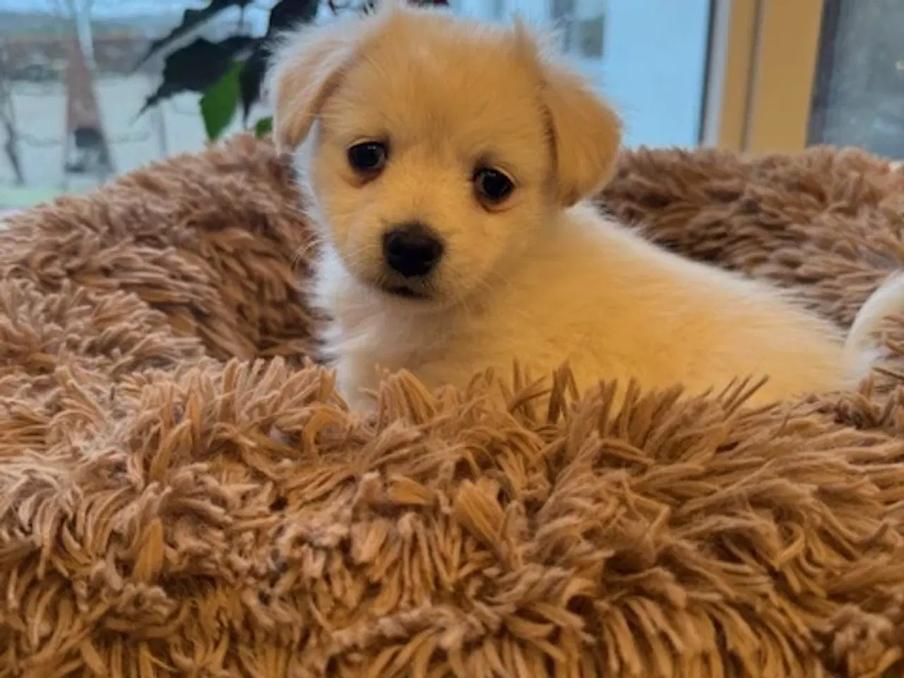 Billede 1 - Små uldtotter søger nyt hjem