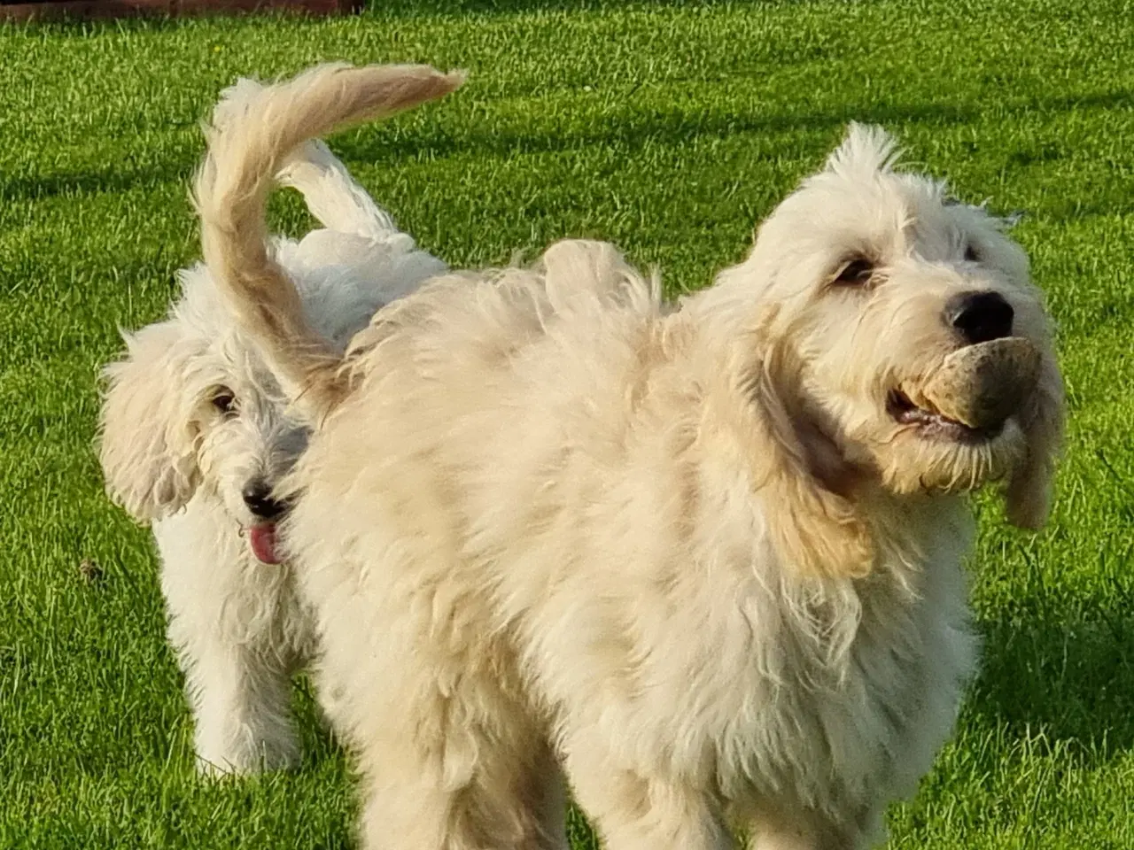 Billede 4 - skønheder Golden doodle hvalpe