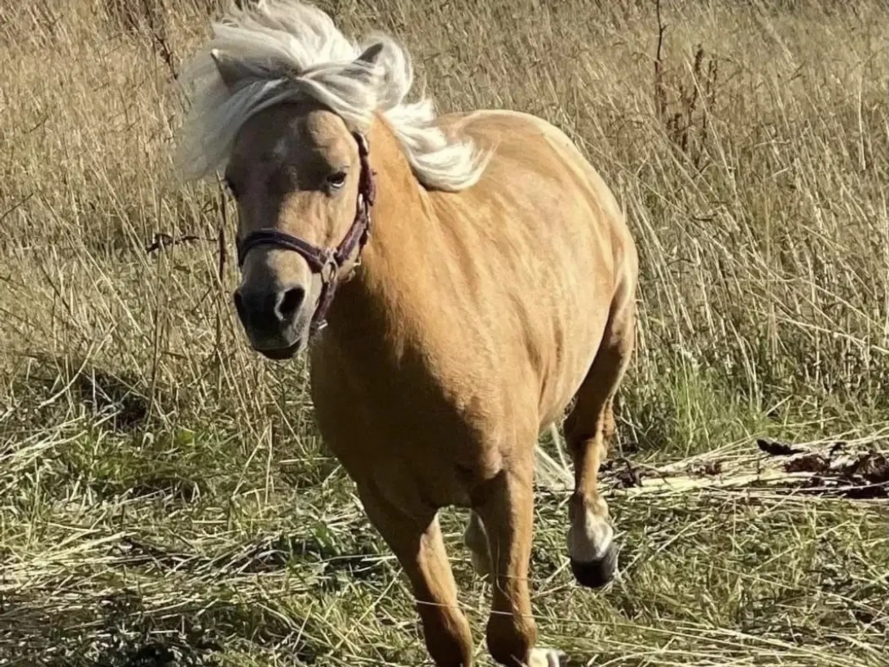 Billede 5 - Amerikansk miniature palomino hingst 