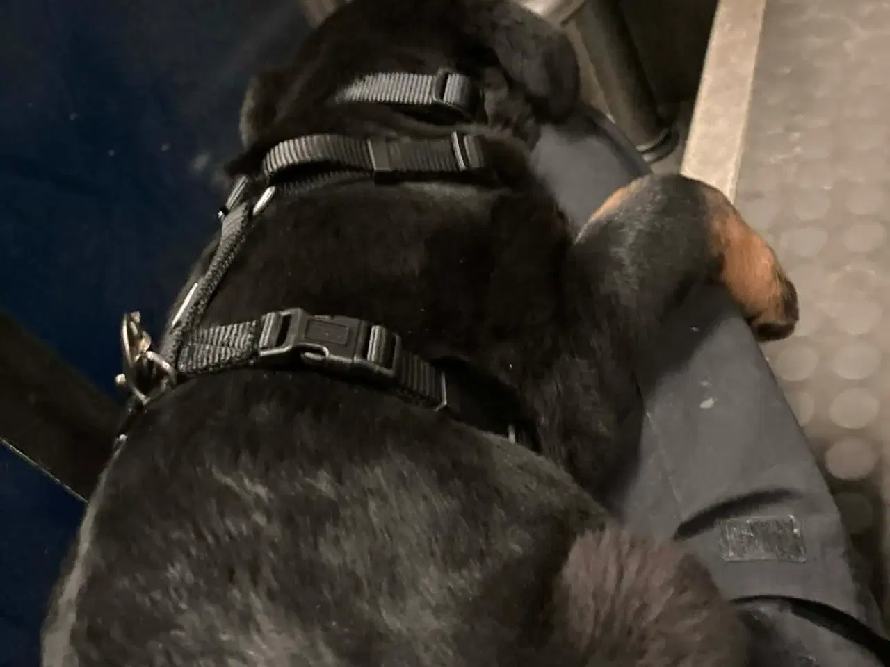 Billede 14 - Rottweiler / schæfer blanding