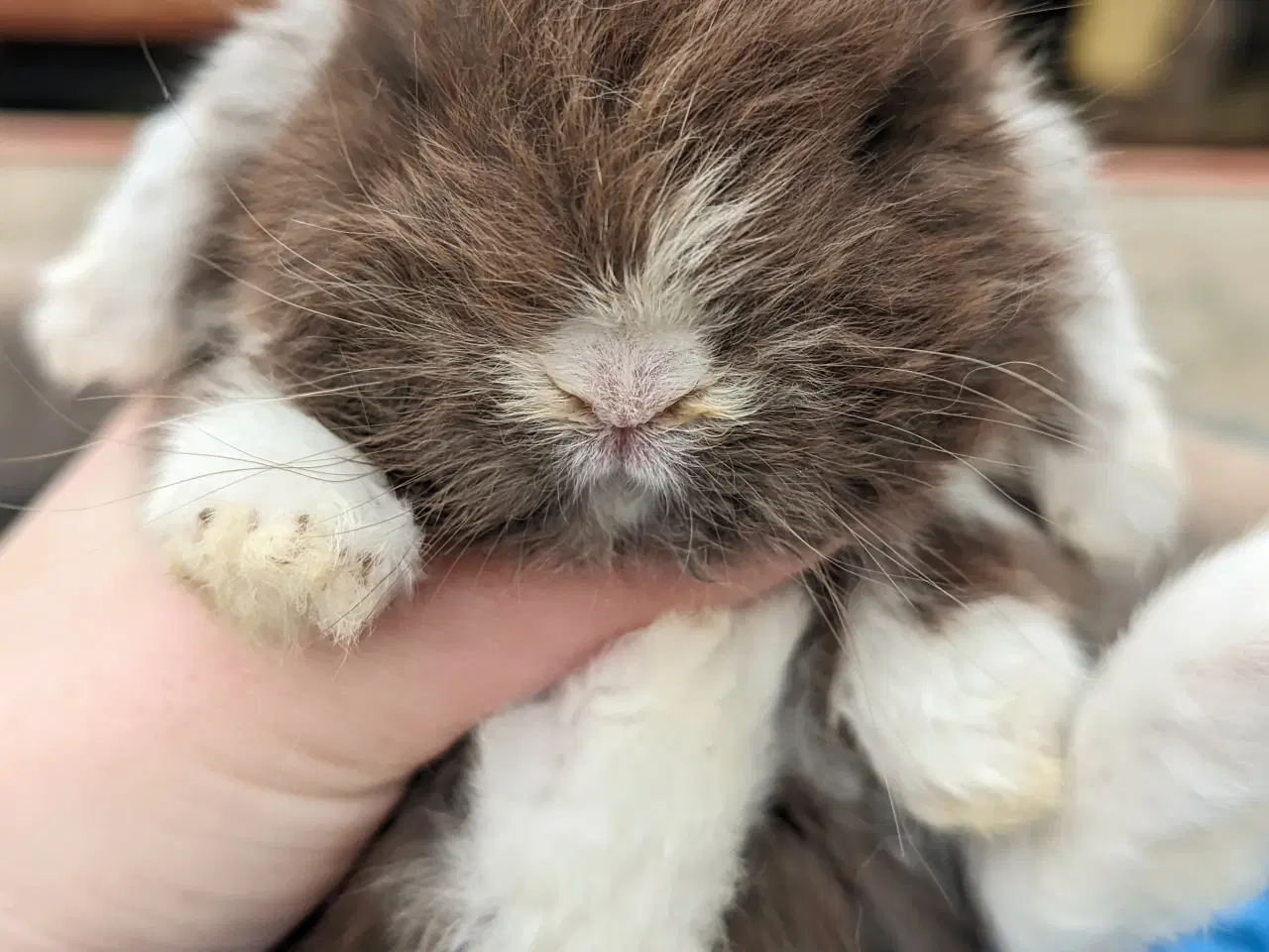 Billede 3 - Minilop kaninunge sælges 