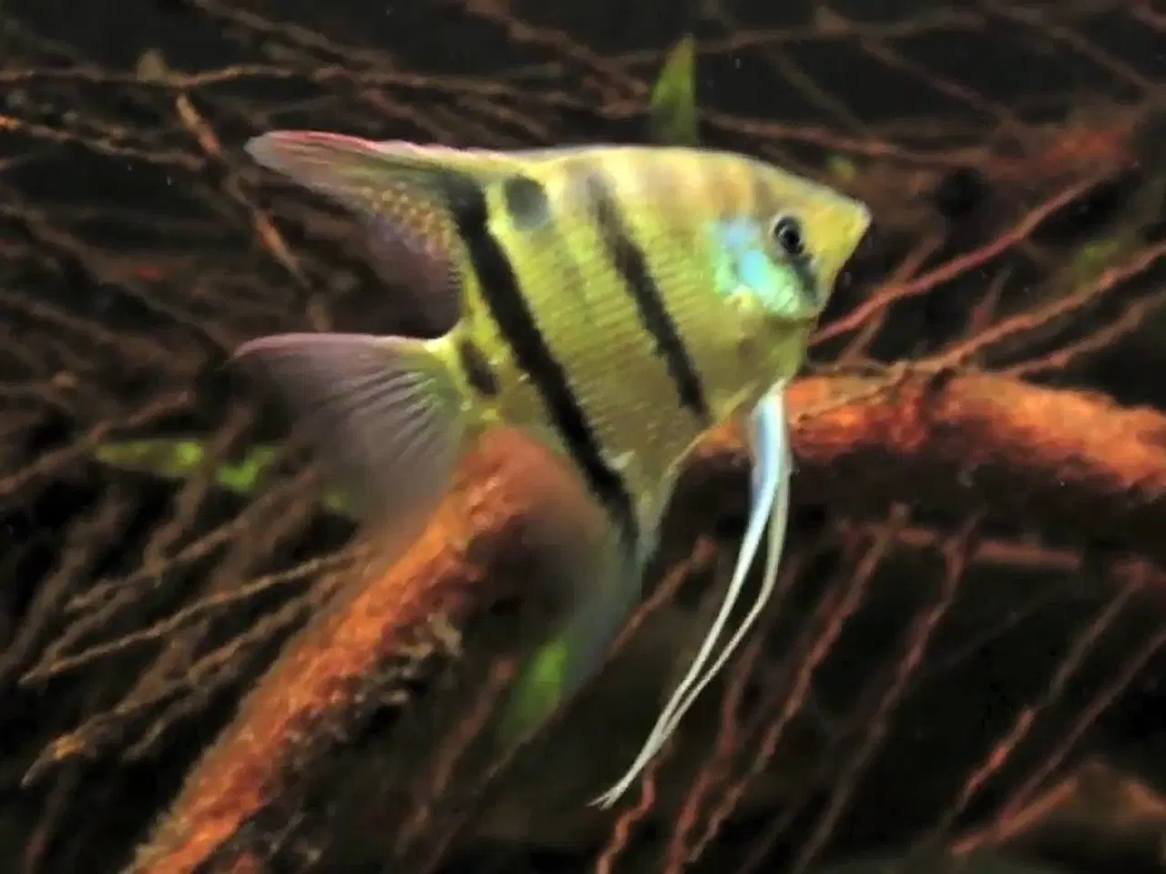 Billede 15 - Flotte akvariefisk