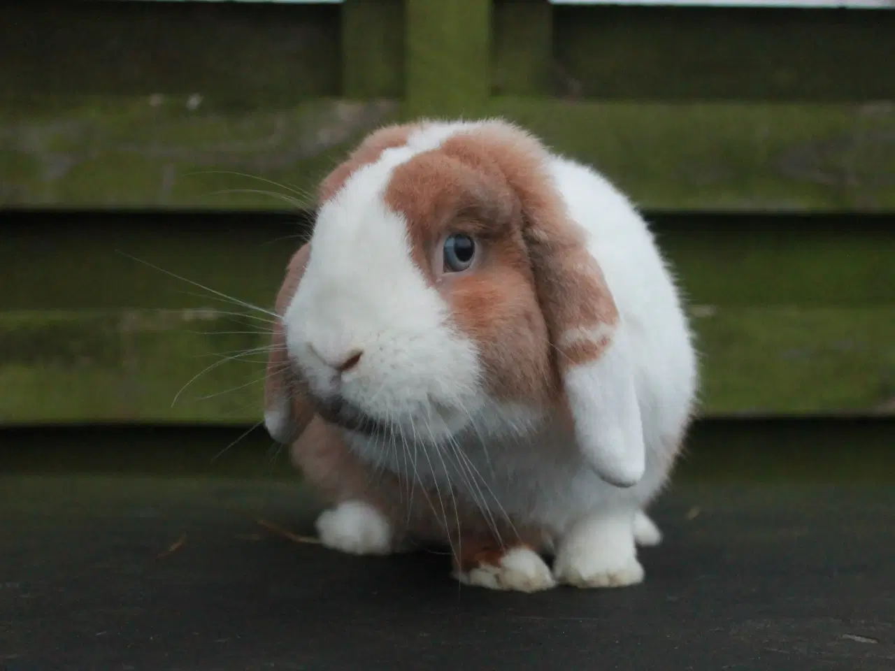 Billede 7 - Dværgvædder/Mini lop Hankanin