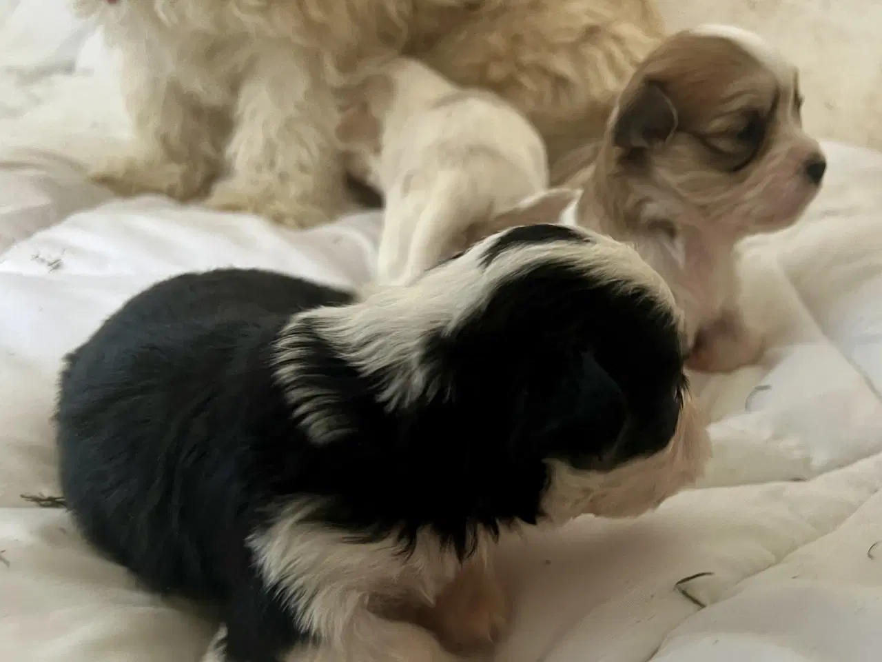 Billede 3 - Allergivenlig Shih Tzu / Bichon Havanais