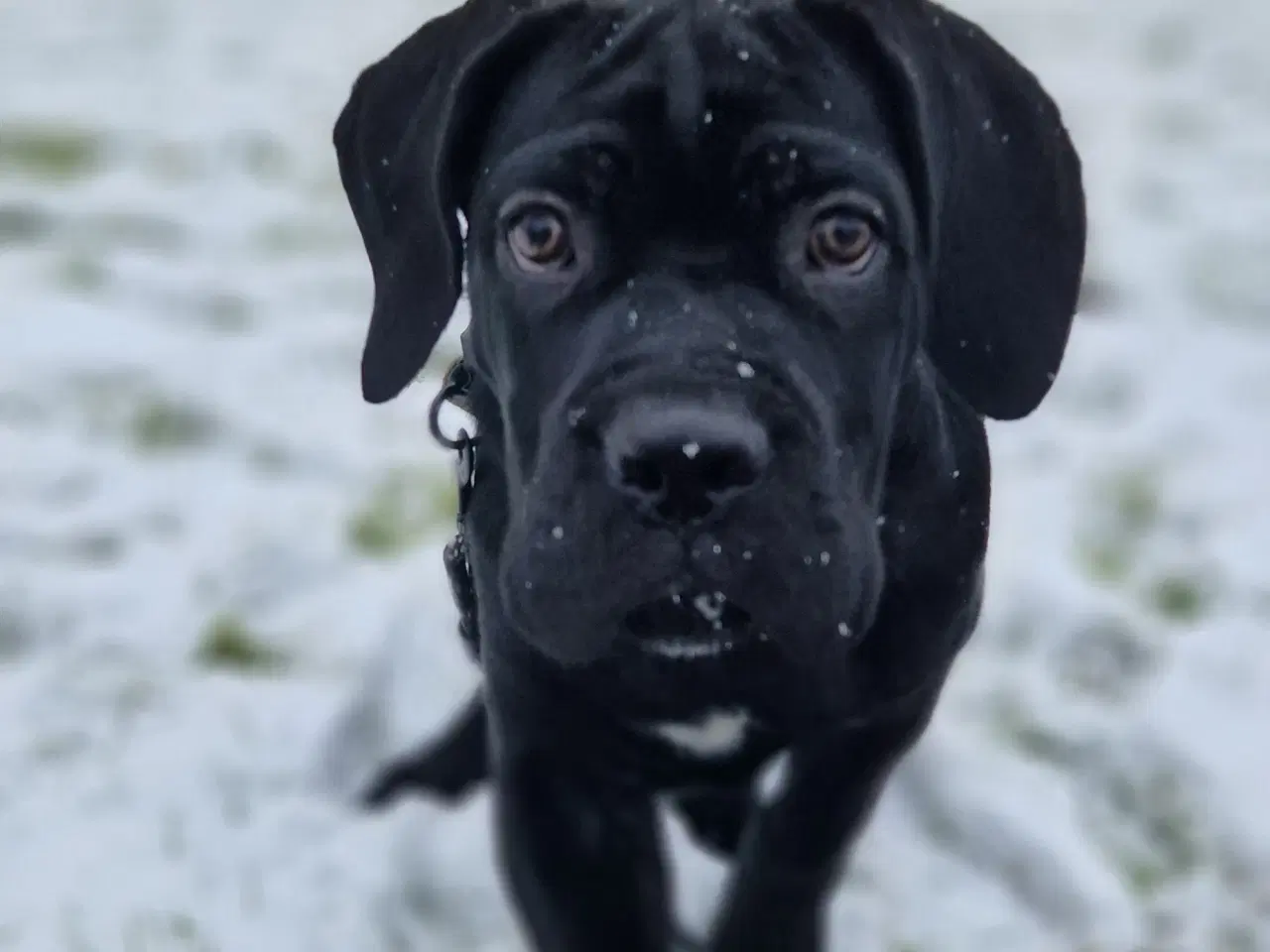 Billede 4 - Cane Corso