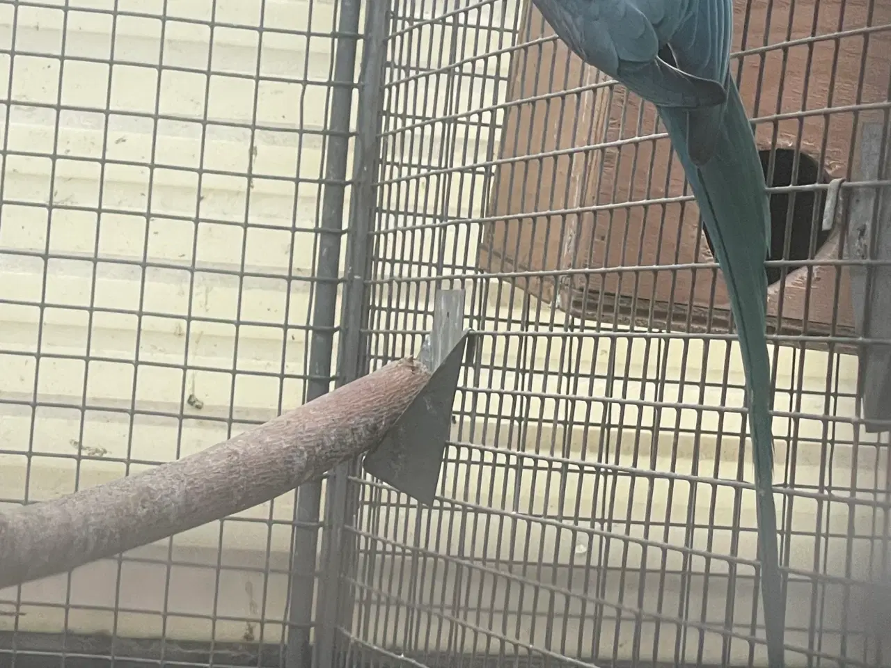 Billede 2 - Blå Alexander parakitter avlspar