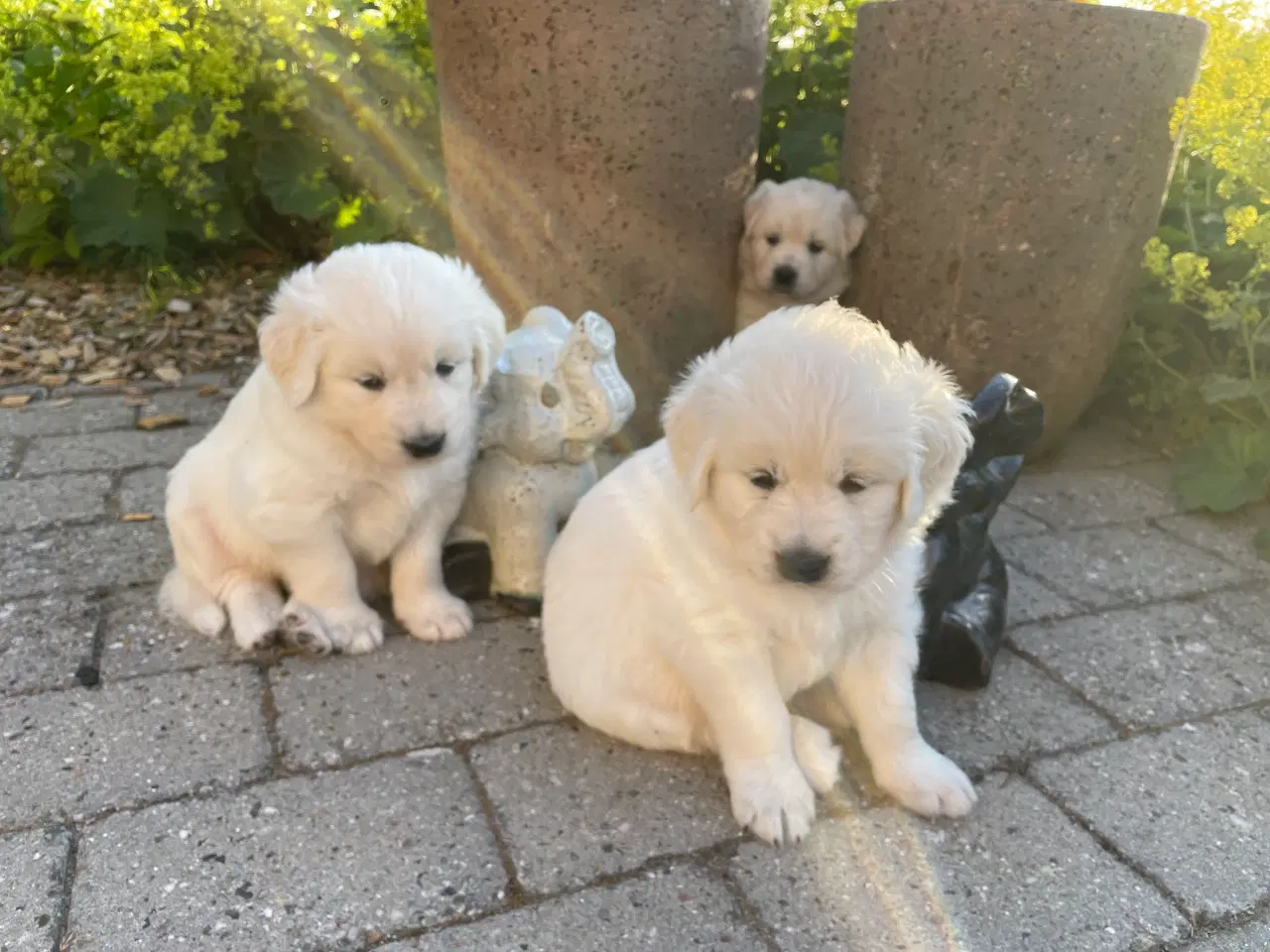 Billede 4 - Lækreste familiehund