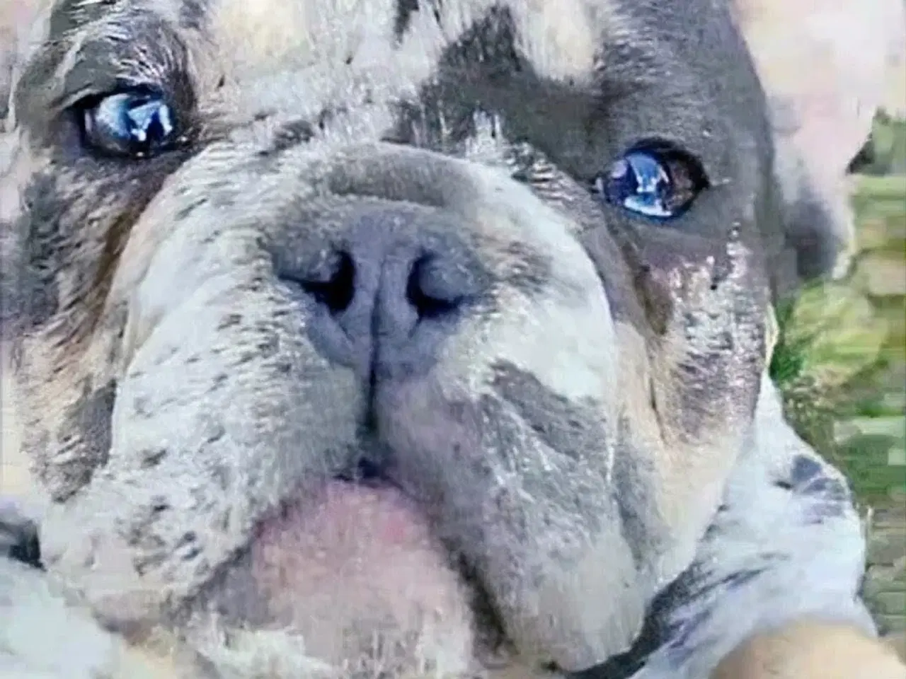 Billede 5 - Fransk bulldog hvalp. NEDSAT!