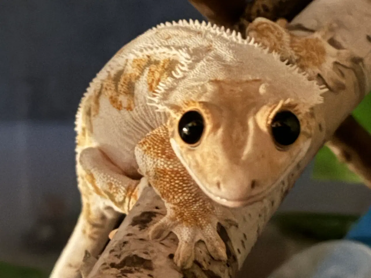 Billede 1 - Kronegekko Tri-color Lilly-White hun