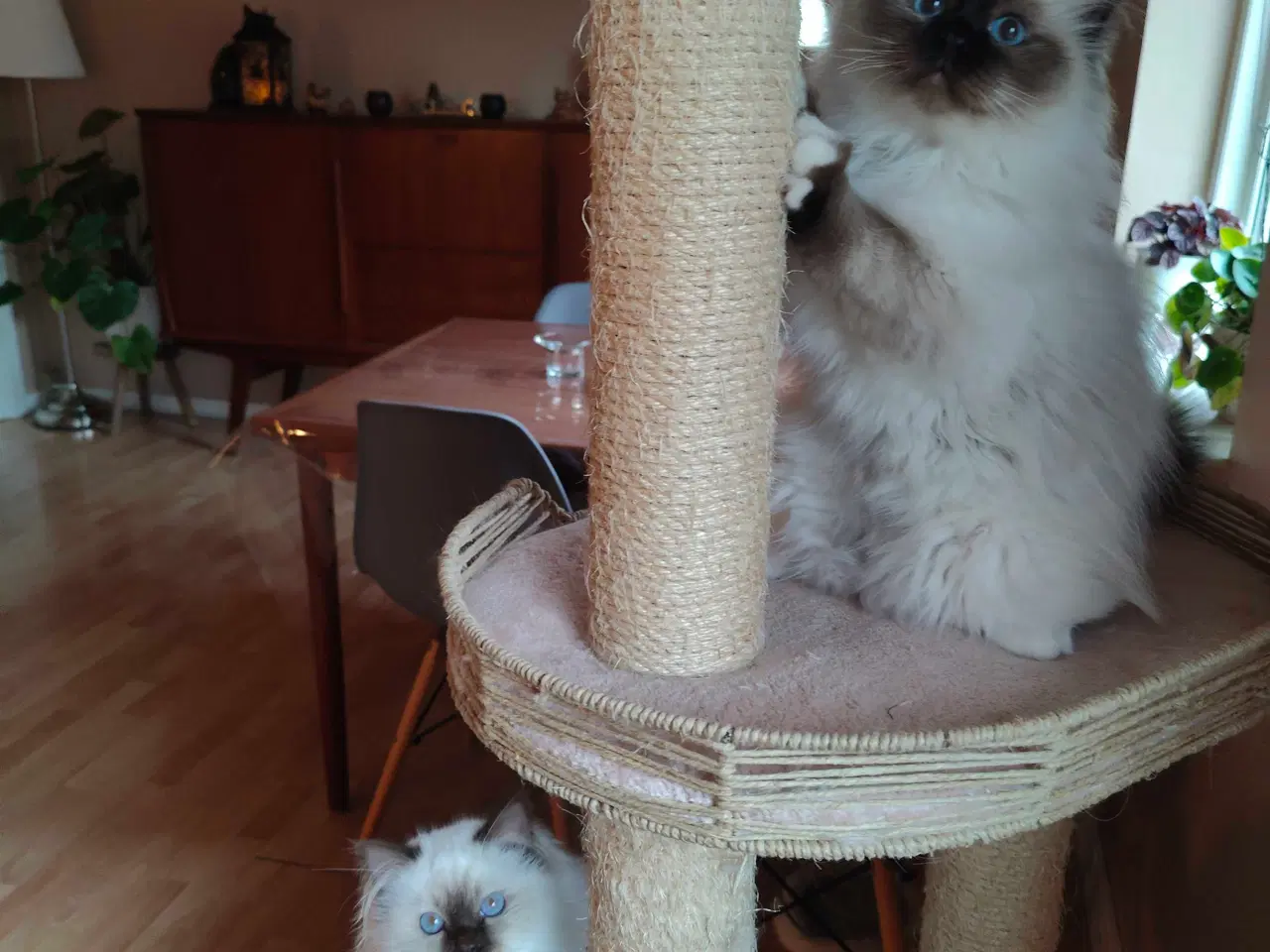 Billede 1 - 2 dejlige birma drenge