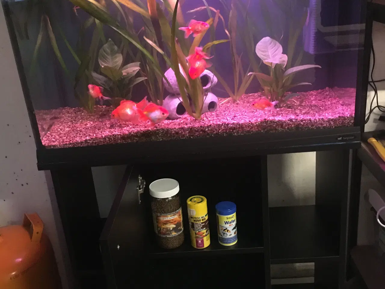 Billede 1 - Slørhaler