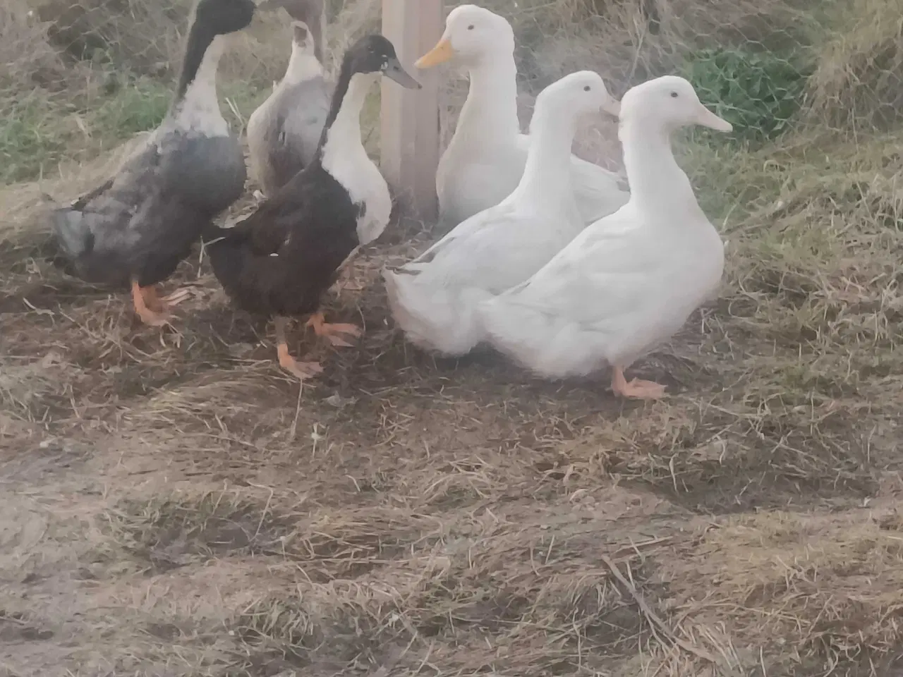 Billede 1 - 6 landænder klar til slagt eller avl 