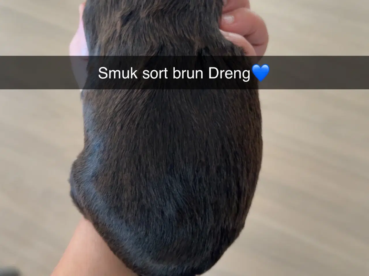 Billede 3 - Fantastisk dejlige familiehund vi er klar til besø