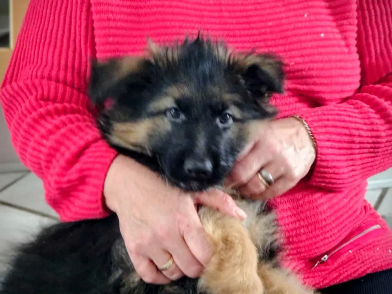 Billede 1 - Schæferhund hvalpe 