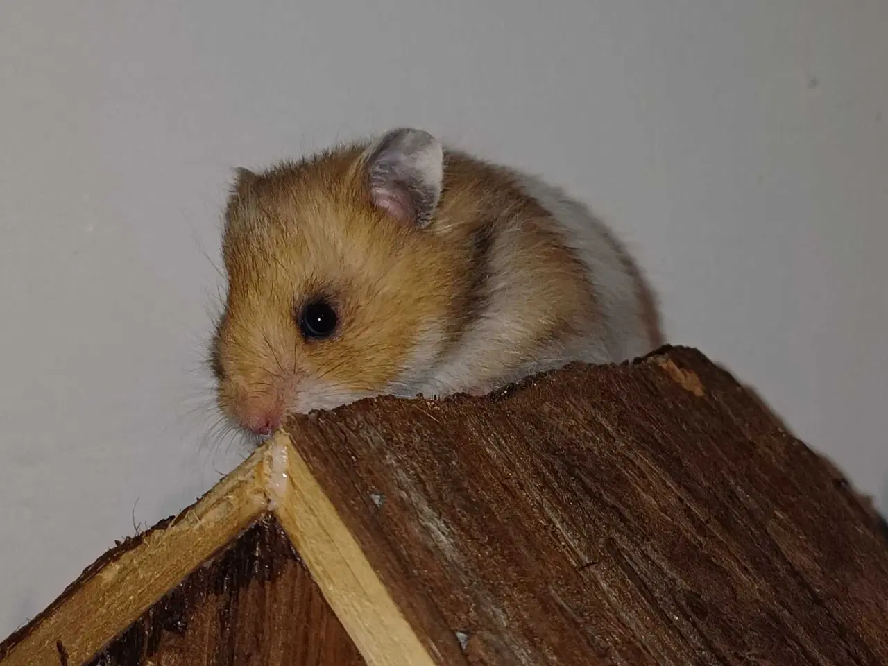 Billede 18 - Guldhamster unger