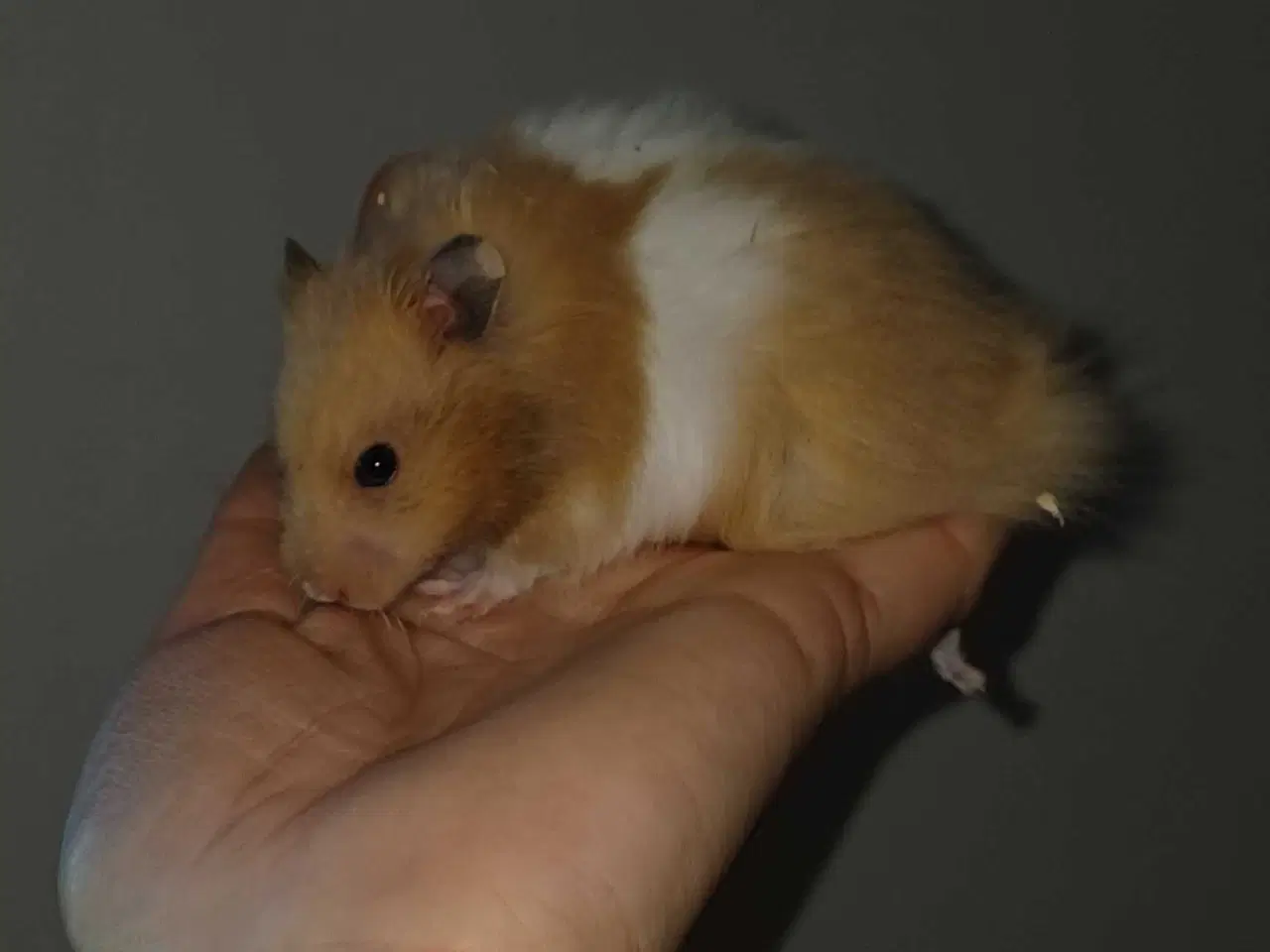 Billede 14 - Guldhamster unger
