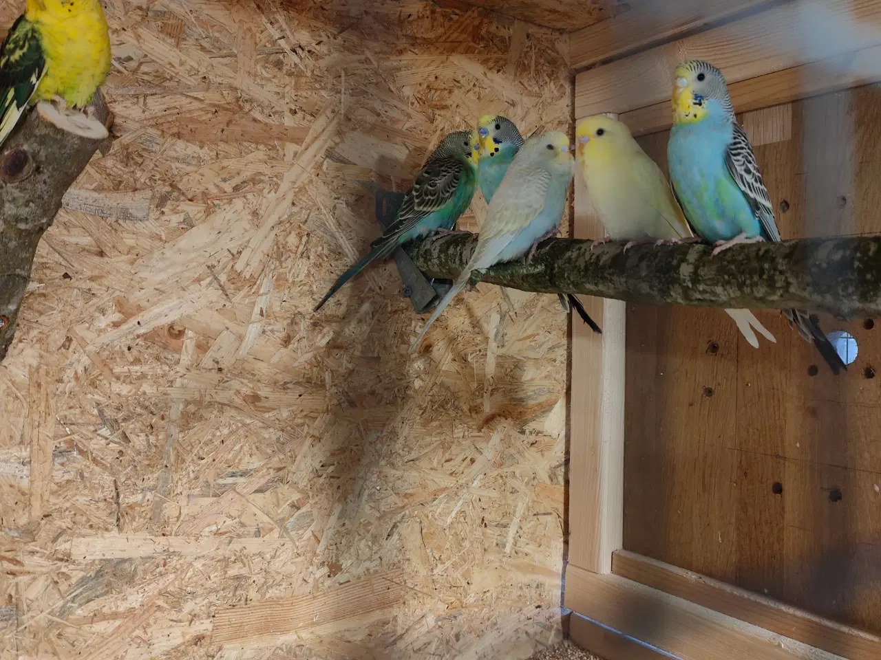 Billede 1 - Undulater til salg.