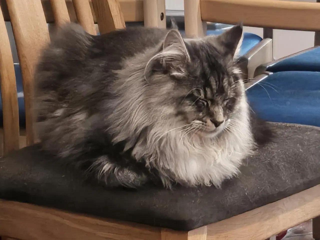 Billede 13 - Maine coon blaning