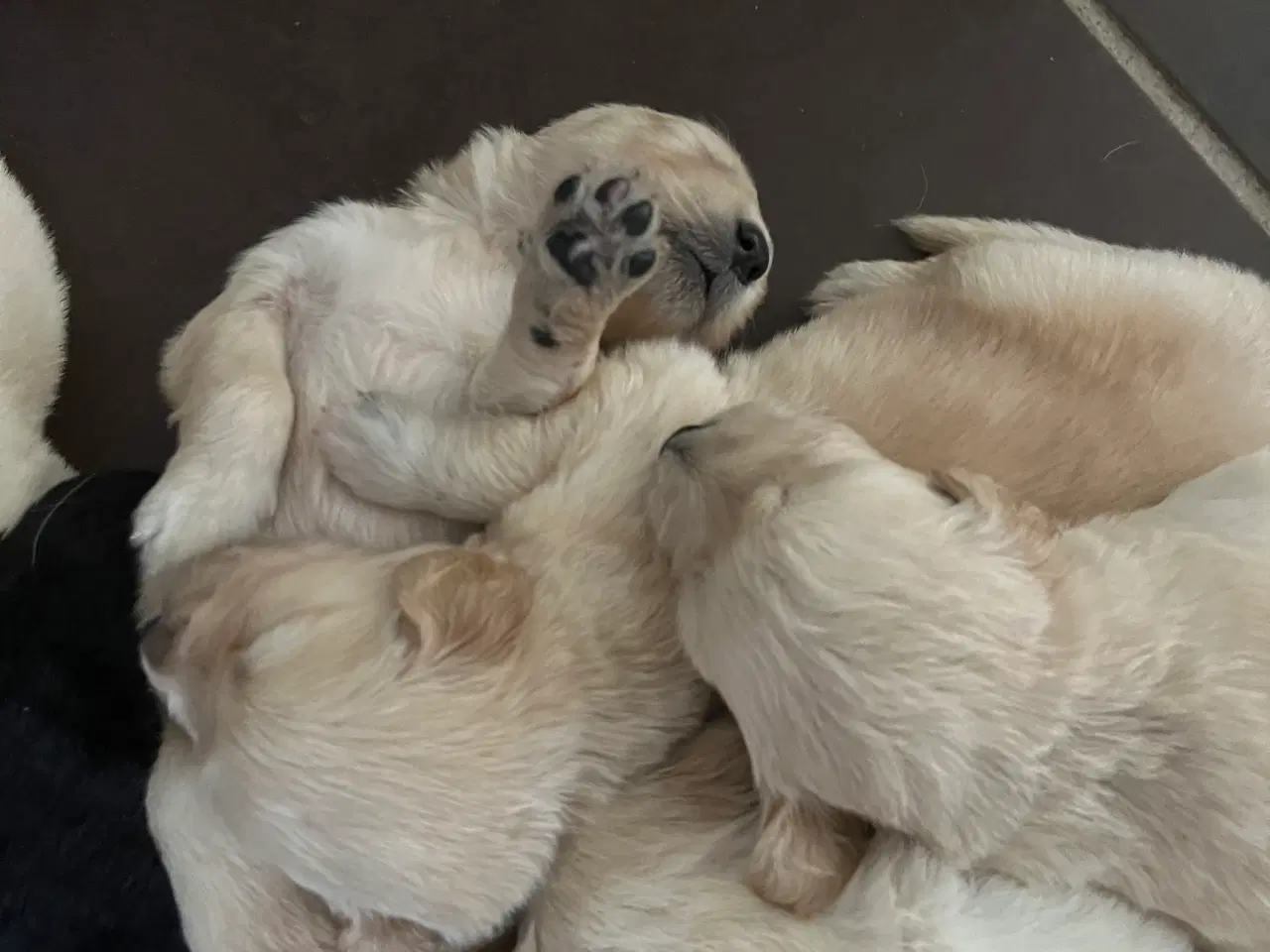 Billede 16 - Familie hunde søger nyt hjem