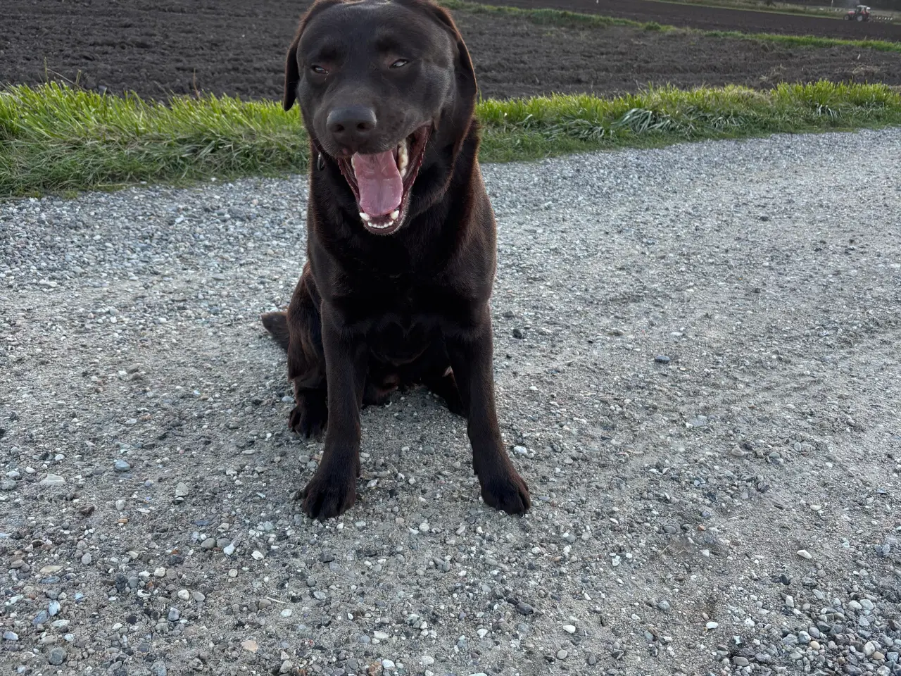 Billede 2 - Brun labrador 4,5 år