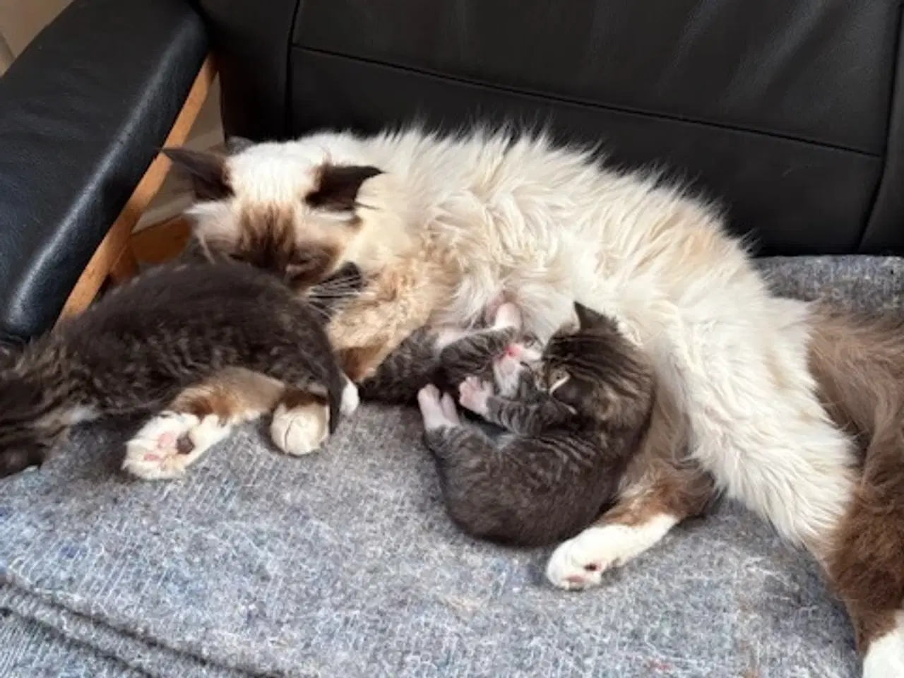 Billede 5 - Kattekillinger