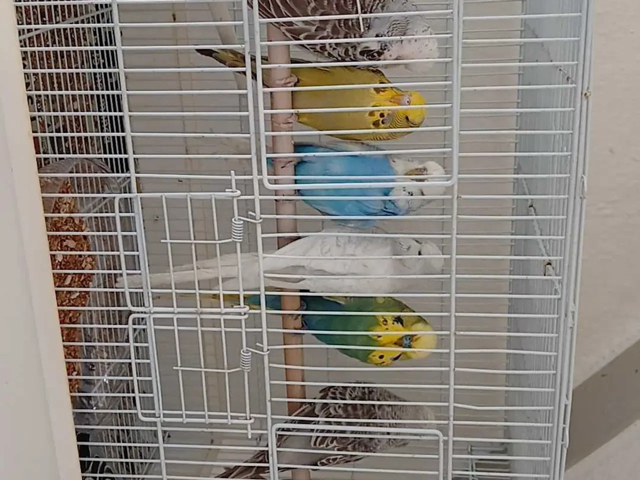 Billede 17 - Engelske undulater 