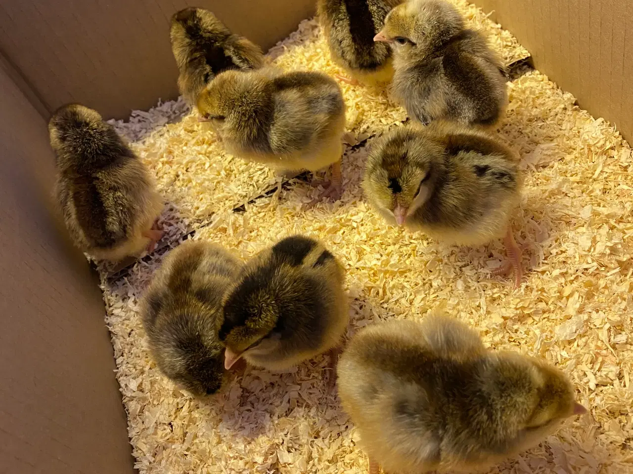 Billede 6 - Cream Lagbar rugeæg.