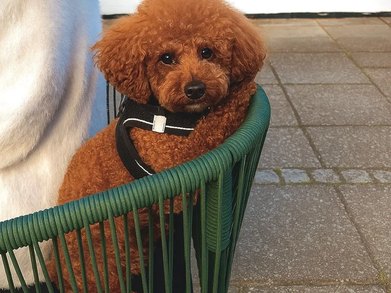 Billede 9 - En skøn hvalpedreng søger sit nye hjem 🐶❤️