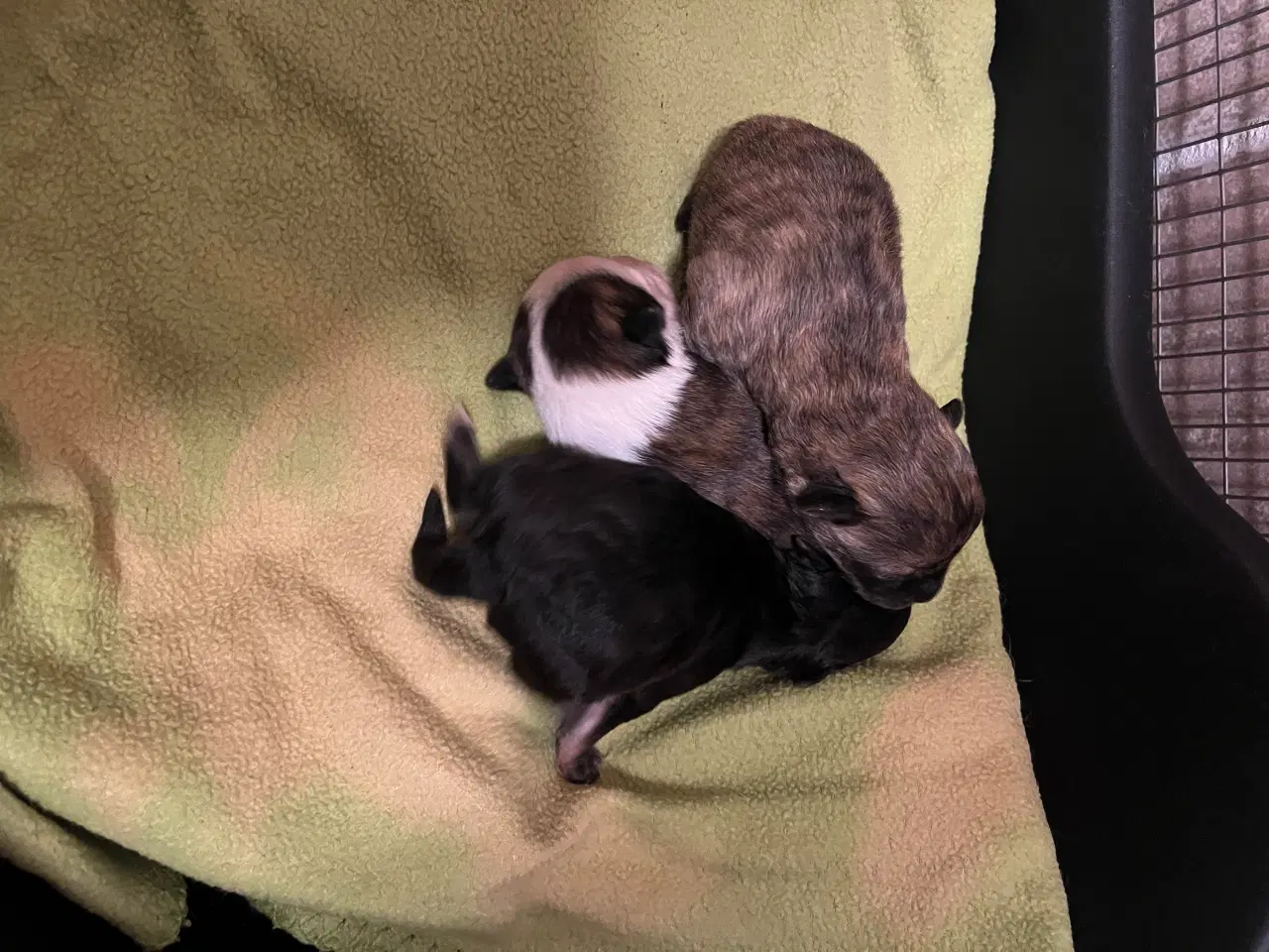 Billede 5 - Kun 2 tilbage nu! Små blandinger