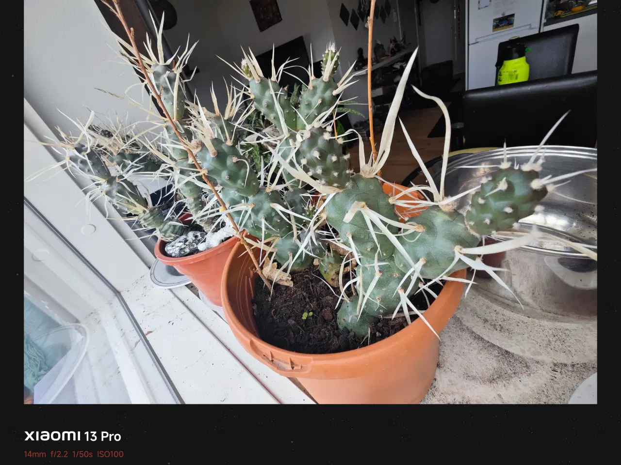 Billede 4 - Sukkulenter og Kaktusser (hjemmeprojekt)