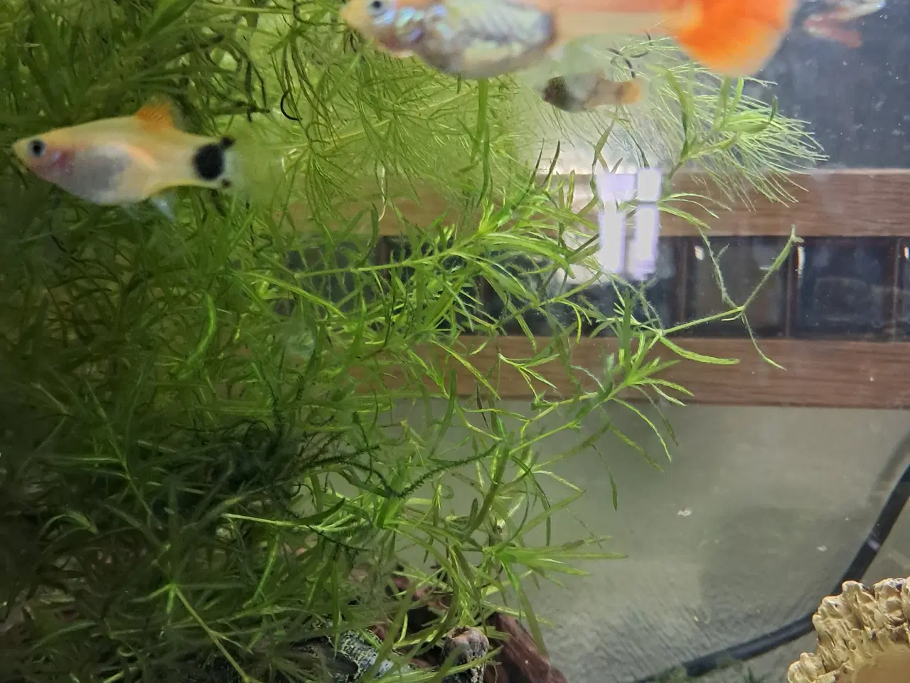 Billede 2 - 5 stk platy ungfisk