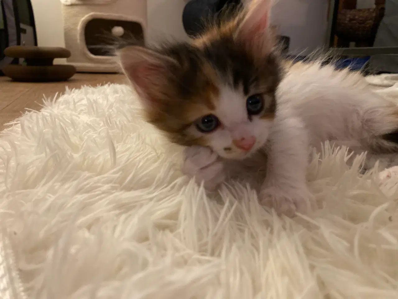Billede 2 - Tyrkisk angora blanding 
