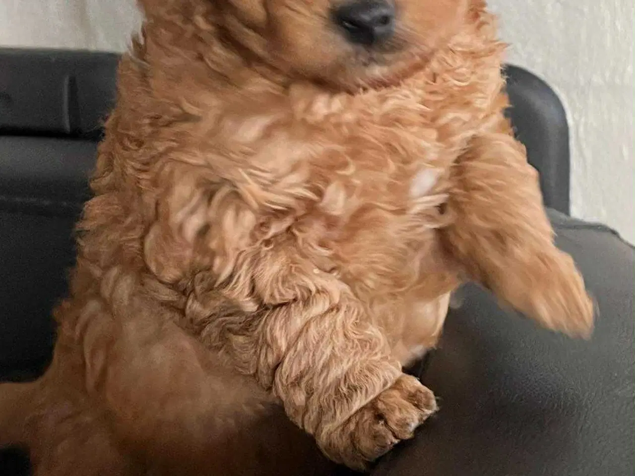 Billede 1 - Labradoodle hvalp - Han