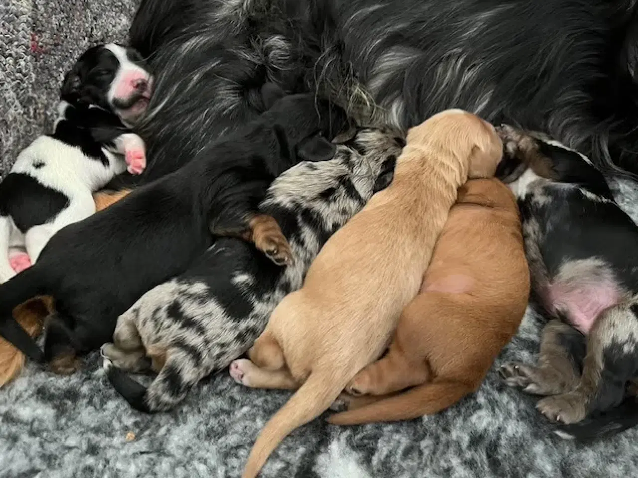 Billede 2 - Cockalier hvalpe med Aussie twist