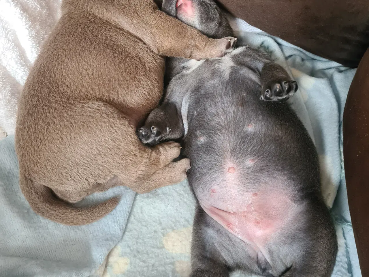 Billede 3 - American Bully Pocket Hvalpe 