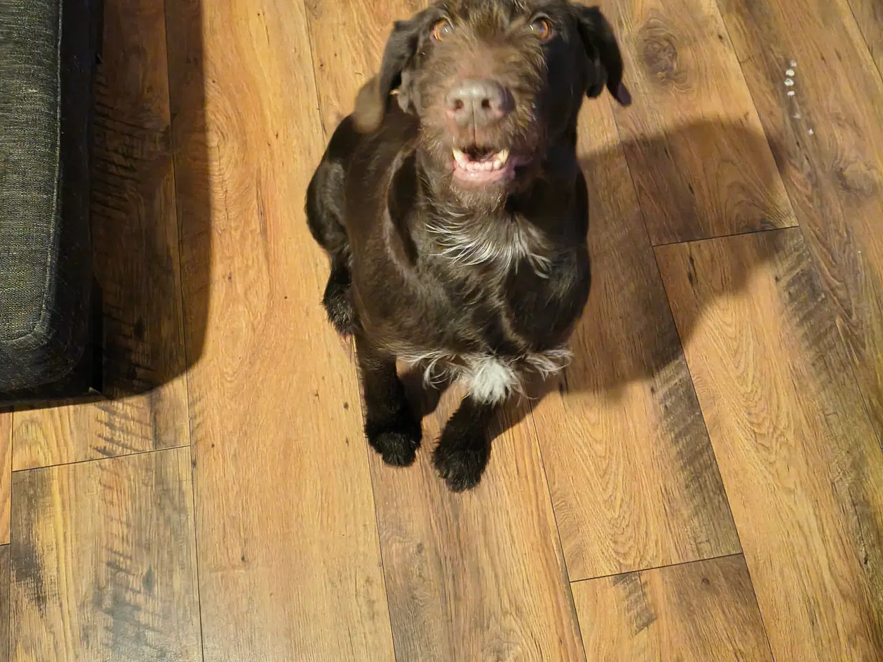 Billede 5 - Rulabber (Labrador/Ruhåret hønsehund).