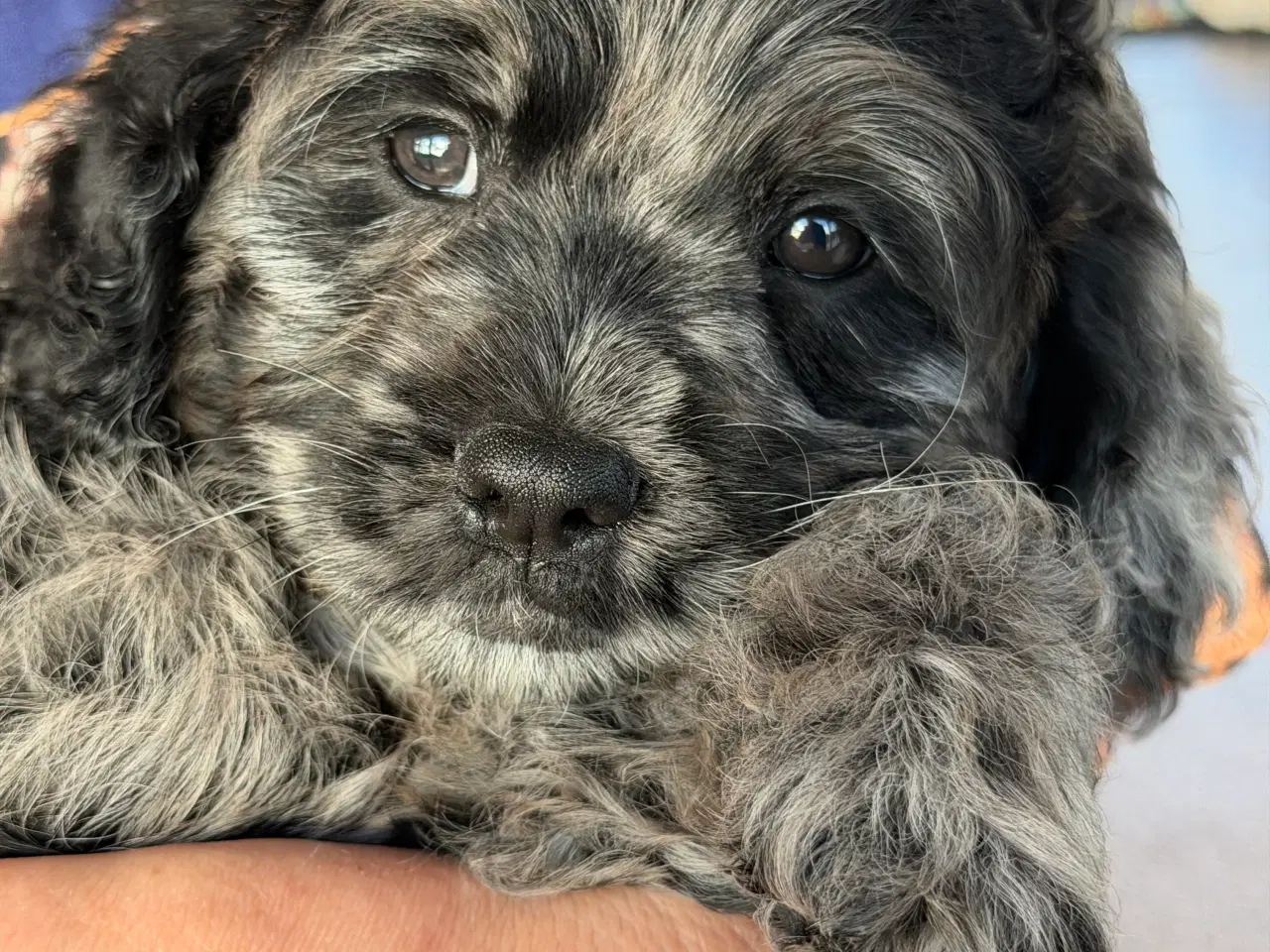 Billede 4 - Amerikanske merle cockapoo