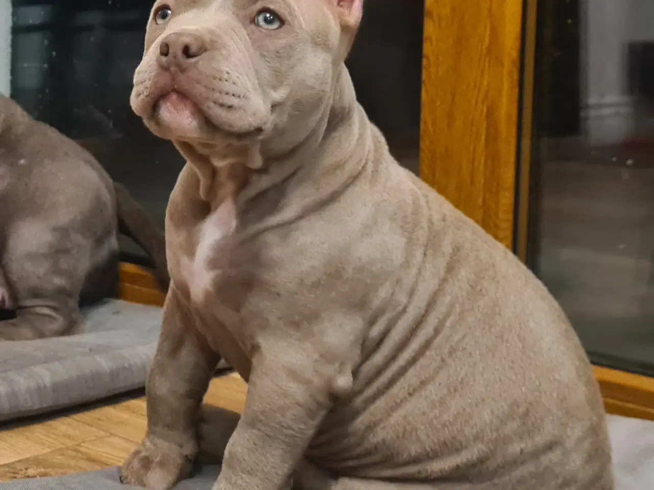 Billede 7 - American Bully Pige ,pocket 